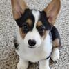 Pembroke Welsh Corgi 