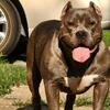 Pocket Bully 