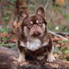 French Bulldog Fluffy Stud 