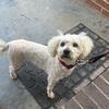 Adult Male Bichon Frise 