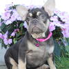 AKC FRENCH BULLDOG  AVAILABLE CALL OR TEXT 330-749-6480