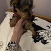 Male Yorkie registered puppy