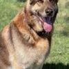 AKC liver and tan German Shepherd for stud 