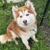 AKC registered $150 Beautiful Red Chestnut Hair Huskey