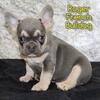 Roger Male French Bulldog