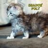 Black Silver Ticked Tabby- Polydactyl Male - TICA - Ready Valentines Day