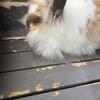 Holland Lop and Lionhead Rabbits for new home