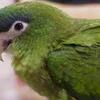 Hahn's Macaw is the smallest of all macaw species