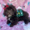 Female Shih Poo puppy