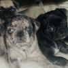 2 pug puppies!