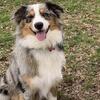 ASDR Mini Australian Shepherd Stud
