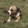American Pitbull Terrier male for sale