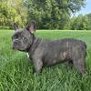 French Bulldog (Boy)