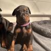 European Doberman Puppies