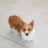 Retired Pembroke welsh corgi female