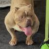 American Bully for rehome