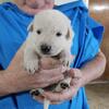 AKC White German Shepherd Puppies