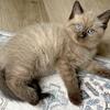 Ragdoll Kittens