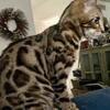Bengal Kitten