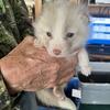 Marble, Silver, Red, Pearl, Champagne fox kits(pups) for sale