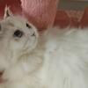 Female White Persian Cat