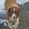 AKC Male Australian Shepherd 