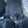 Rottweiler puppies