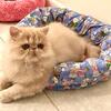 ADOPTED…….Cream Persian male kitten CFA reg. (13)