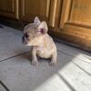 French bulldog female