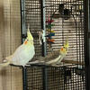 Cockatiels