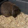 1 year old holland lop