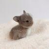 Netherland Dwarfs Rabbits For Sale in Miami Florida near Fort Lauderdale Boca Raton Orlando Tampa 