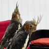 Cockatiel Hand Fed Babies