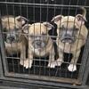 American Bully Micro/pocket  pups