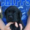 AKC lab puppies,  NE Ohio