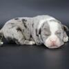 Cupid - XL American Bully - Male