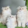 British longhair kittens 