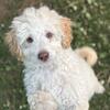 Gus - male mini newfypoo puppy - 13 weeks old - ready now!
