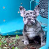 Stunning 11-Week-Old Lilac French Bulldog – Blue & Gray Eyes – Pet or Full Rights Available