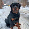 *FLUFFY* German Rottweiler - STUD Service!