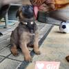 Malinois Pitbull Rottweiler Red Lab Mix Puppies 