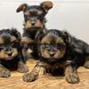 Yorkies puppies ready for their forever home