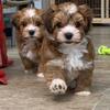Adorable Havanese Puppies for Sale 