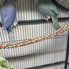 Cleartail Indian Ringneck Pair