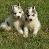 Siberian Husky. Showlined. 