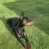 European Doberman Pinscher Stud - OFA & DNA Health Tested
