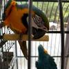 Bonded Pair Of Blue And Gold Macaw Parrots