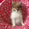 Bebo the Pomeranian: Small in Size, Big on Personality!
