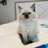 Stunning Female Ragdoll Kitten!!