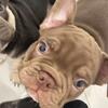RARE Chocolate French Bulldog BOY 
